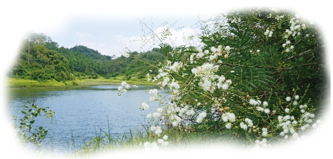 阳春花滩森林公园了解一下