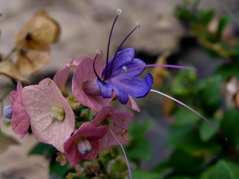 粉苞冬红的二唇形花冠.