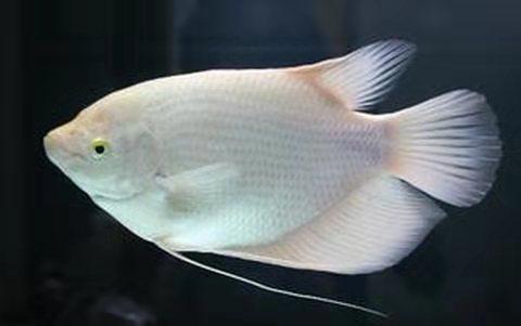 除了寄生虫以外,观赏鱼的体表疾病大部分都与下列因素有关