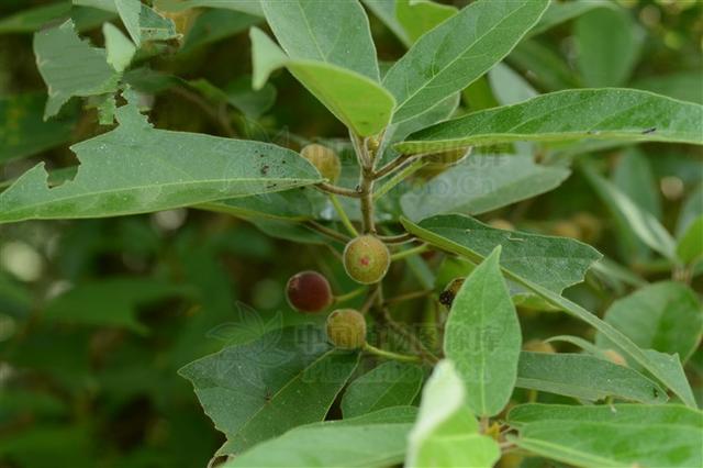 天仙果见过吗果润肠通便解毒消肿鲜根外用治关节风湿疼痛