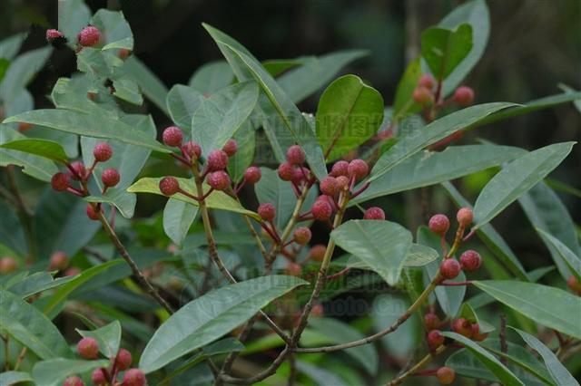 天仙果见过吗果润肠通便解毒消肿鲜根外用治关节风湿疼痛