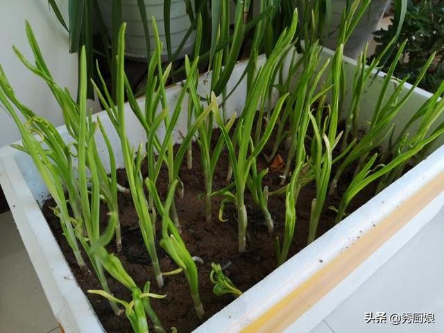 如果不能出门这8种蔬菜种在阳台够全家吃半年连菜钱都省了