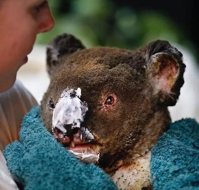 还敢吃野生动物还敢伤害环境人类真的是在作死