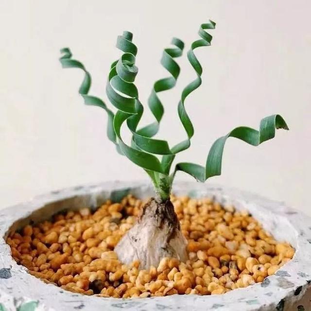 家里养盆"大肚子花",新颖雅致人人赞,你家养了几种?