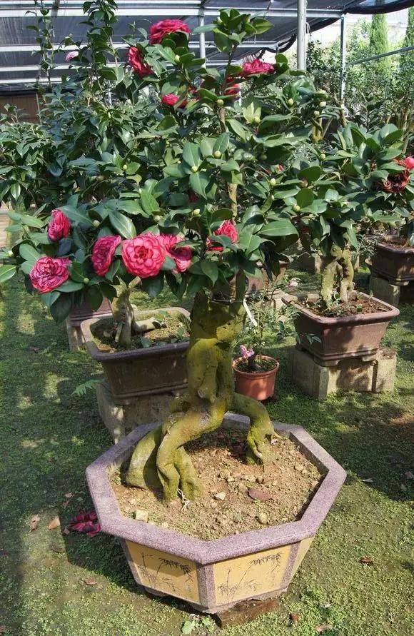 4种盆景树越老越值钱养在家里是福气看看你家有没有