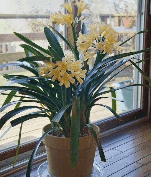 养花施肥可以用尿素正确使用注意几个问题养啥花都长得好