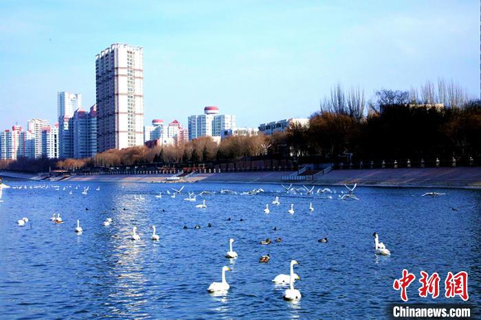 新疆库尔勒市连续15年迎来越冬天鹅 成城市靓丽名片