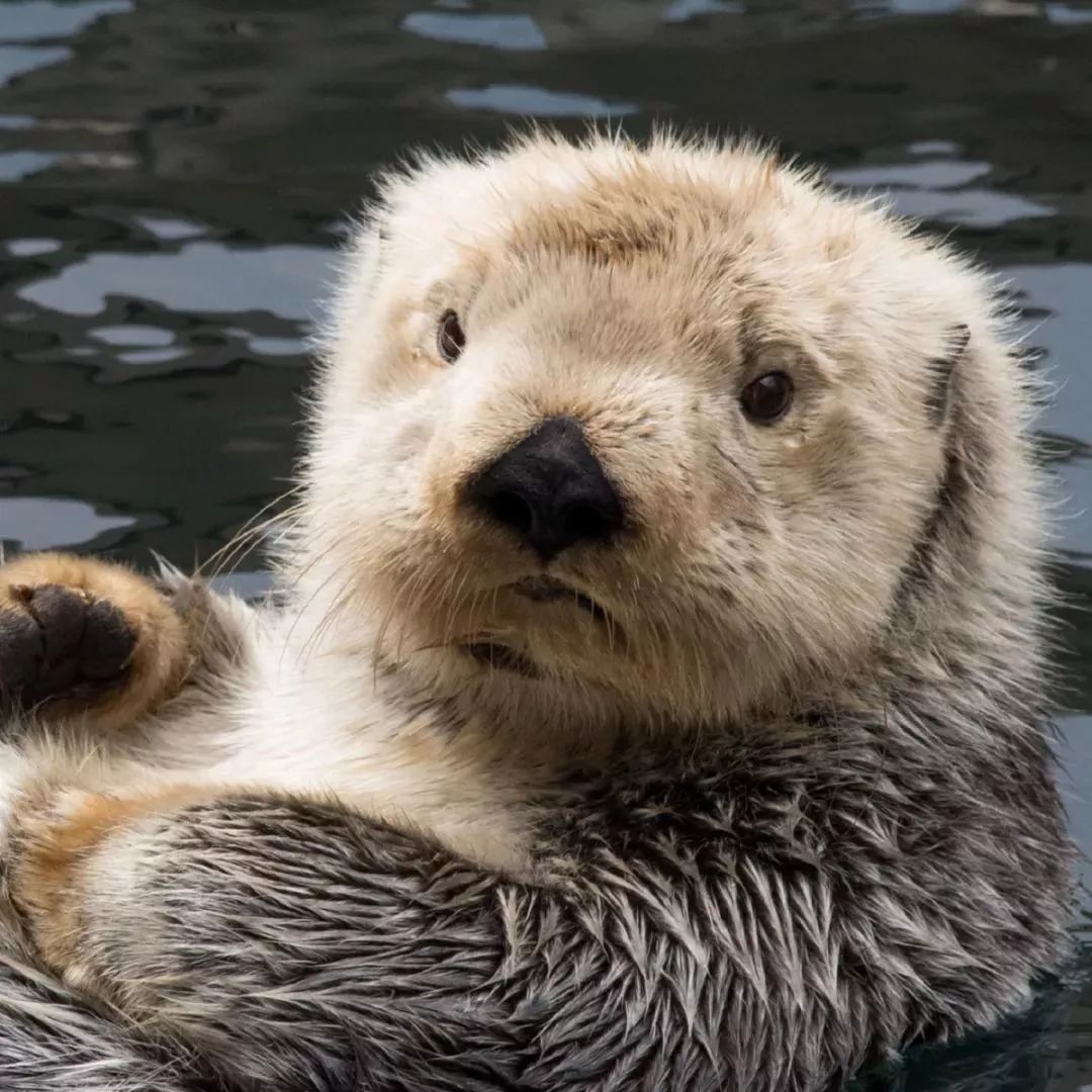海獭:我们爱搓手手才不仅仅是为了卖萌|雄性|哺乳动物_新浪新闻