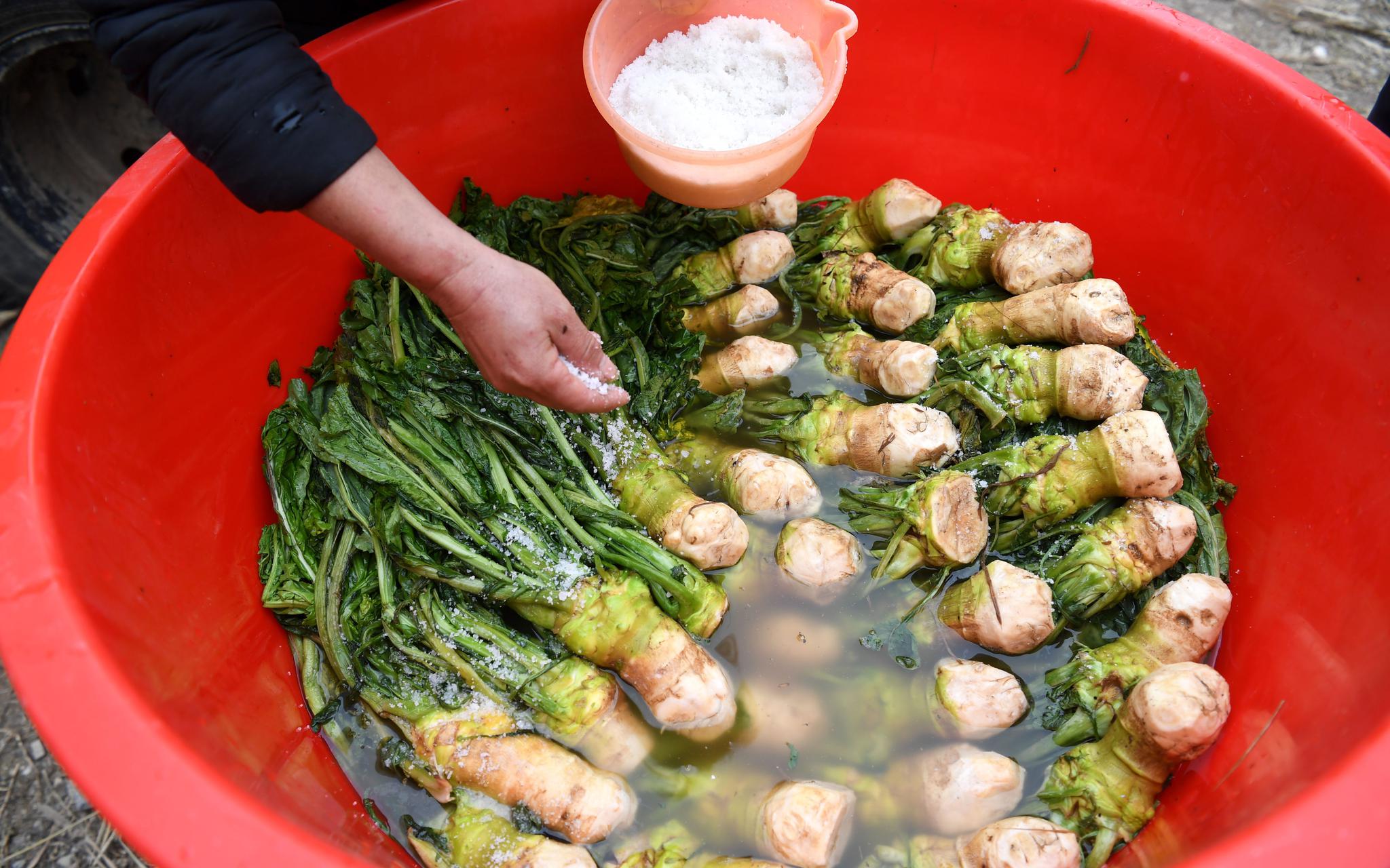 从翠绿变金黄 头菜为什么是广西人的心头好