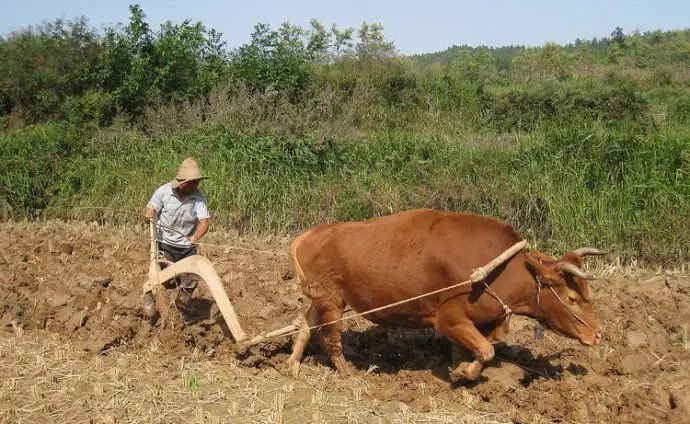 干活,十分憨厚老实 所以许多人都被黄牛的这种踏实肯干的品质所感动像