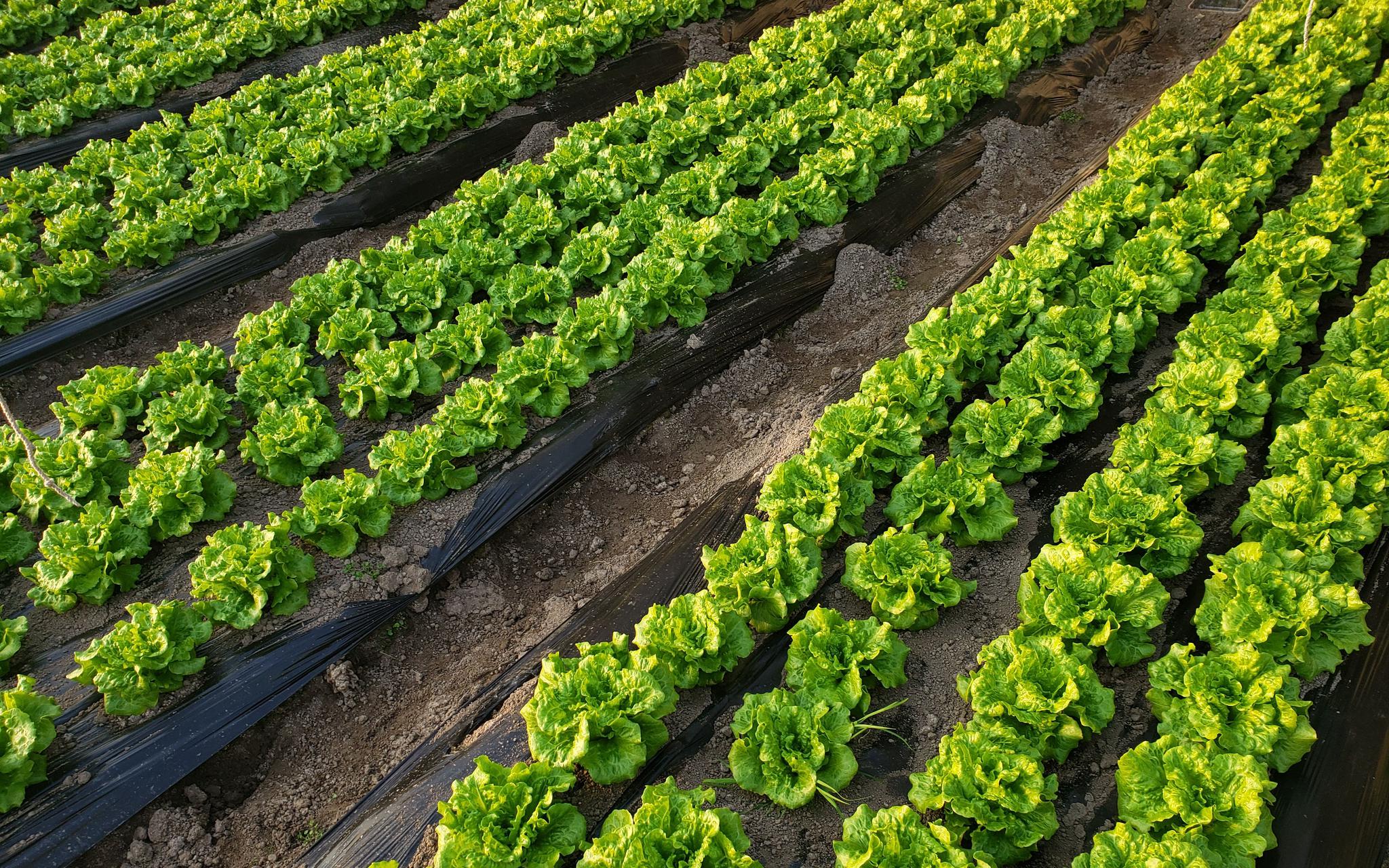 冰天雪地大棚菜绿,反季节蔬菜吃着安全吗?