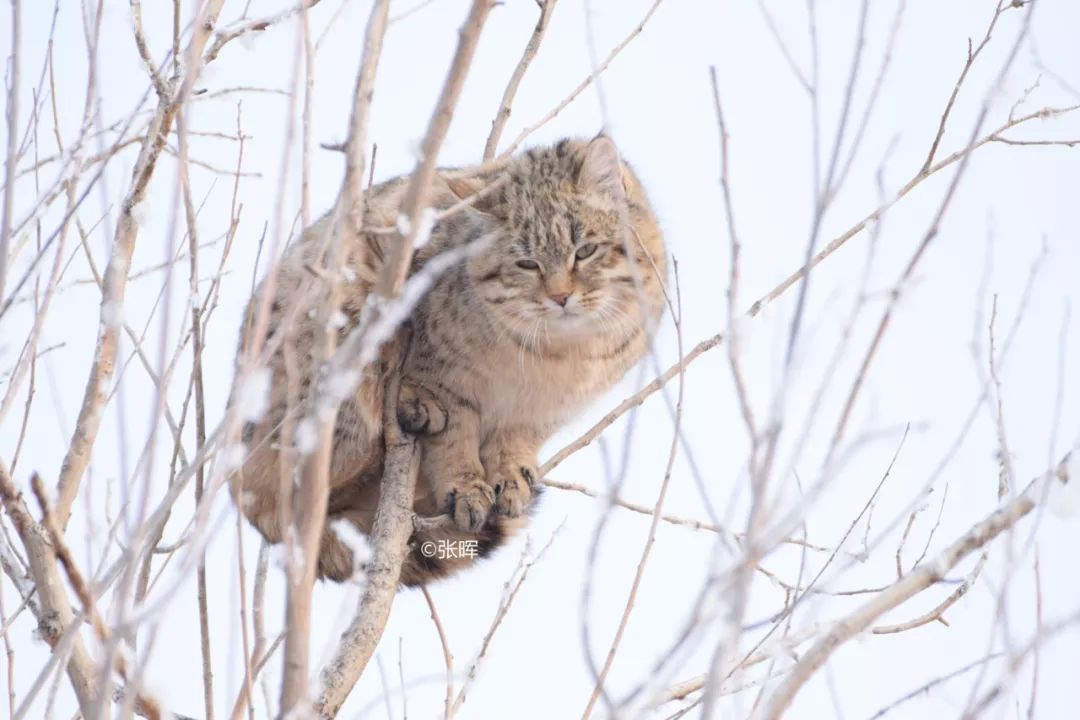 国内第一次手拍亚洲野猫,竟然是在树上!
