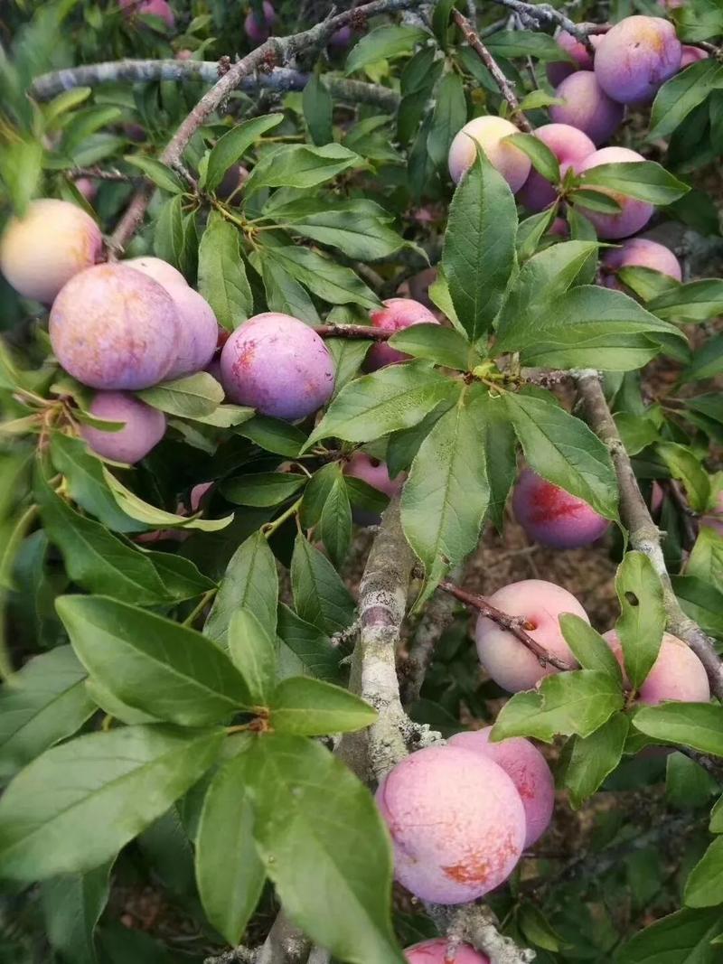 三华李|果苗|双华