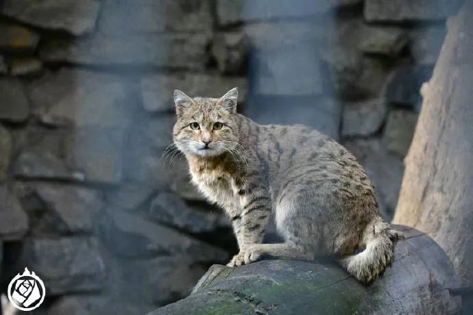 国内第一次手拍亚洲野猫,竟然是在树上!