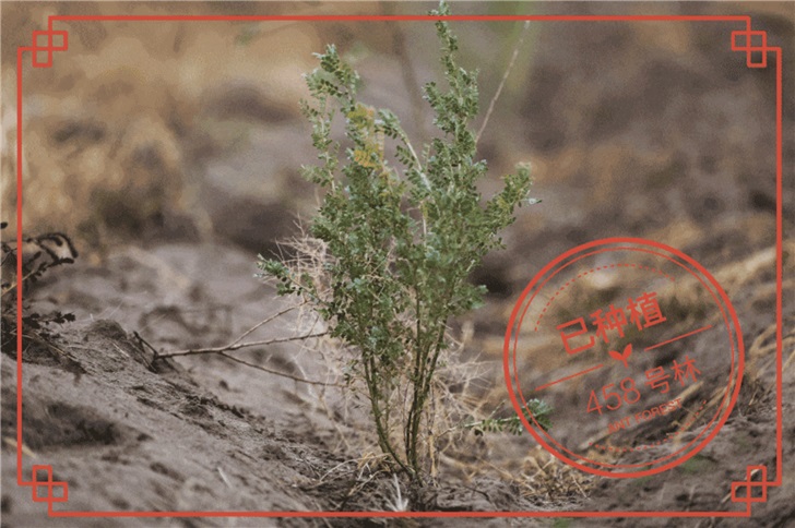 支付宝蚂蚁森林你的小树盖上已种植的戳