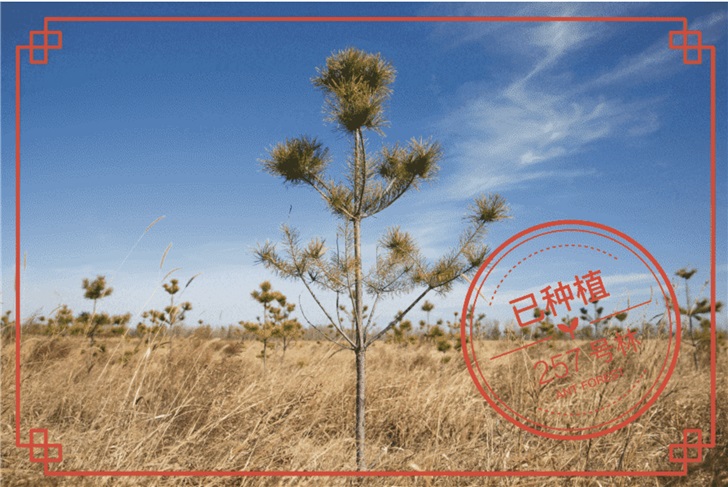 支付宝蚂蚁森林2020首波:你的小树盖上「已种植」的戳