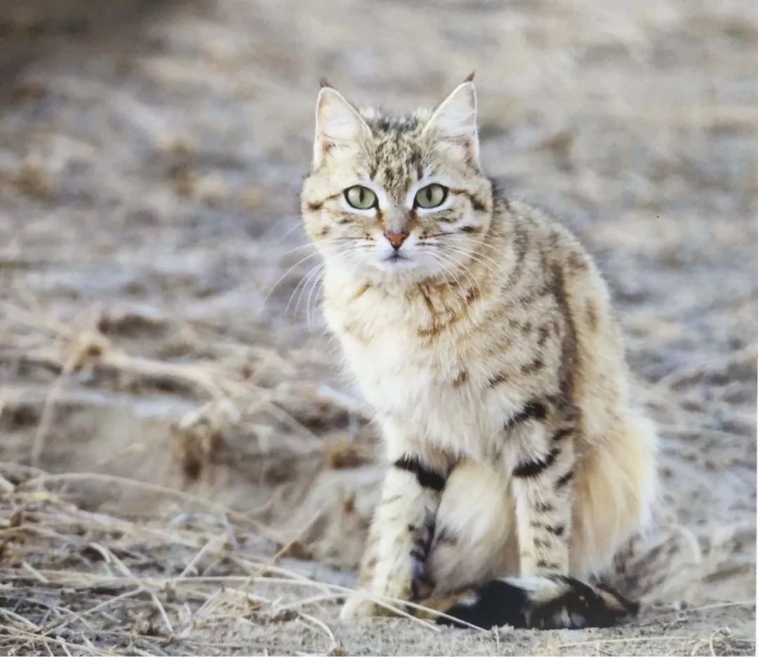国内第一次手拍亚洲野猫,竟然是在树上!