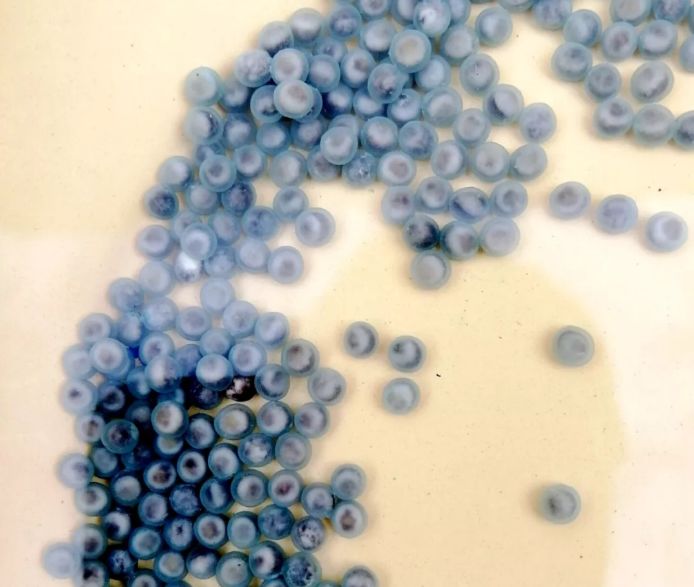 刚孵化出来的长江鲟鱼卵除此之外,我们还掌握了胭脂鱼,圆口铜鱼,长鳍