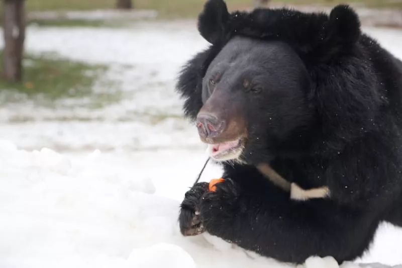 小动物们雪中卖萌打"雪仗"