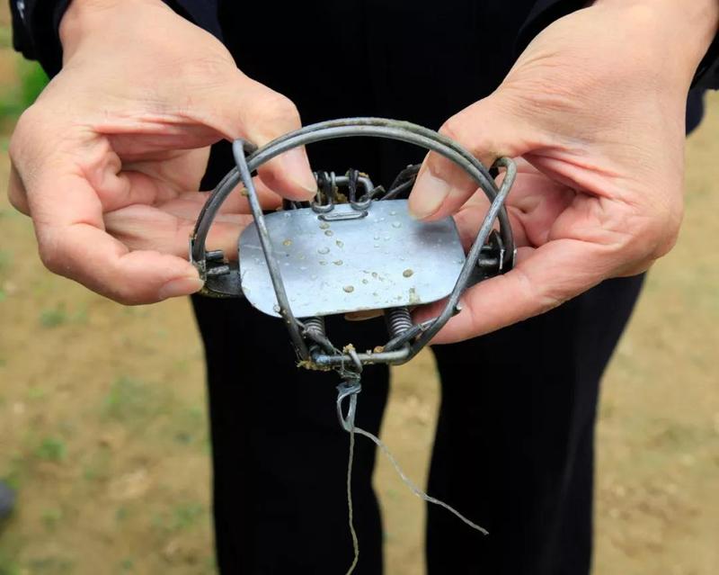 花都一只鹭鸟被人用铁夹子夹伤无法站立|鹭鸟|铁夹子|夹伤_新浪新闻