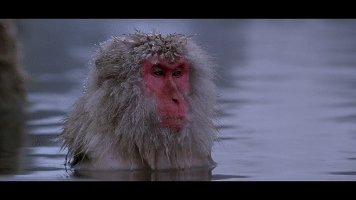 泡温泉我建议你和猴子学学