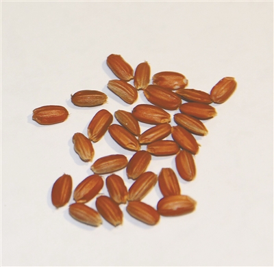 但产量低,几近绝迹;当地科研人员不辞辛劳找种子,搞繁育—— 欲使红米