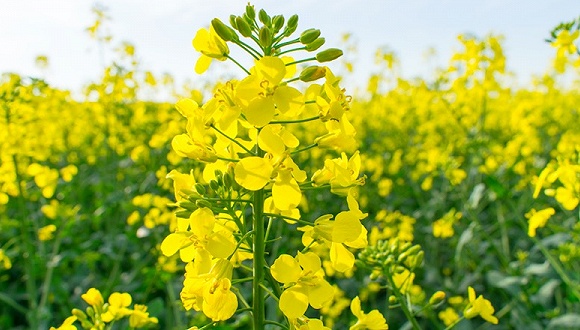 内蒙古高院驳回万亩转基因油菜案经销商的再审申请