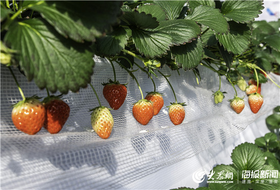 历城区品牌强农丨农家政:生产感动自己的优质草莓