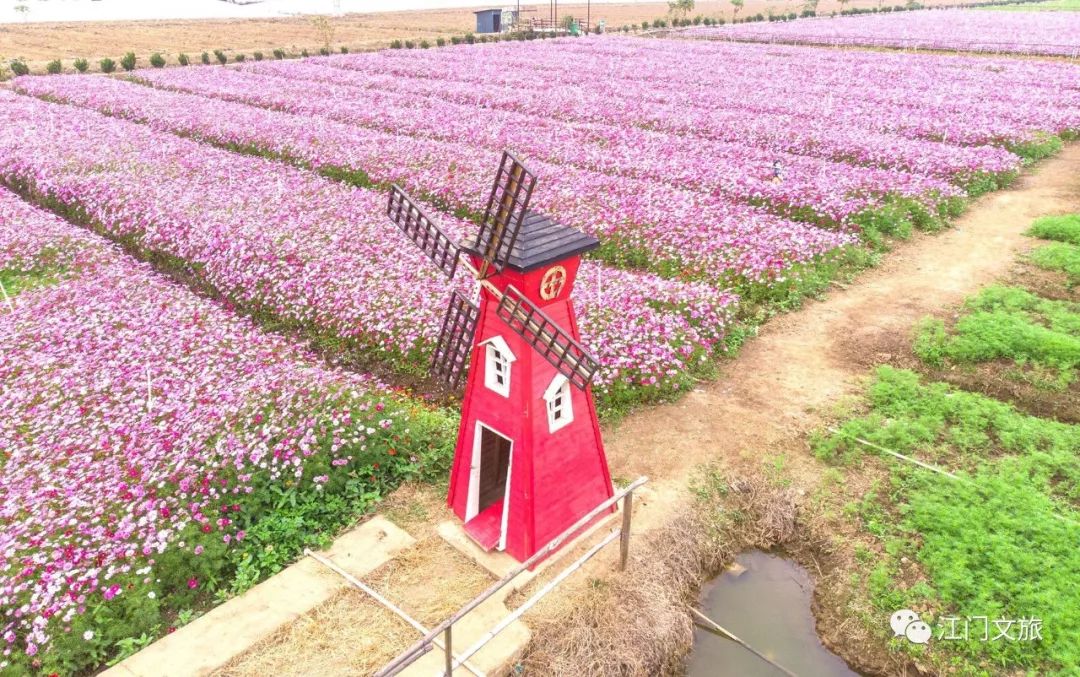 约起来!江门这些"网红粉色花海"又刷屏了!总有一个惊艳到你!