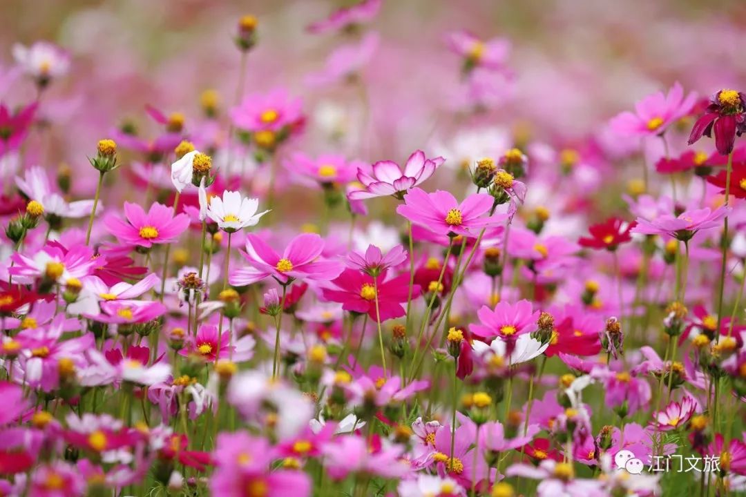 约起来!江门这些"网红粉色花海"又刷屏了!总有一个惊艳到你!