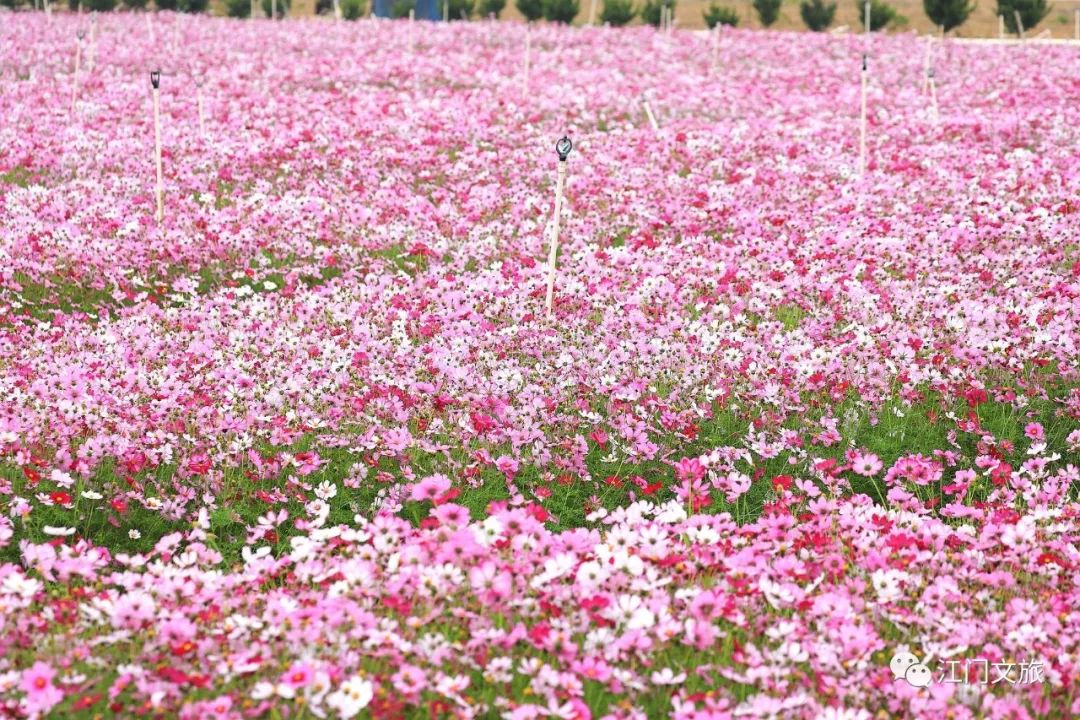 约起来!江门这些"网红粉色花海"又刷屏了!总有一个惊艳到你!