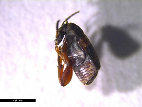 温州海关截获检疫性有害生物四纹豆象