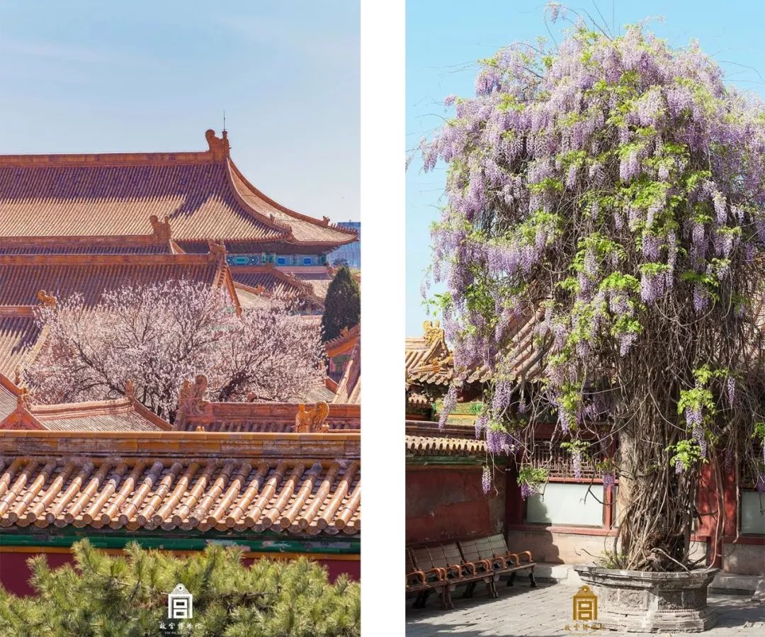 在故宫上班是种什么体验?那些刷屏的美照是他拍