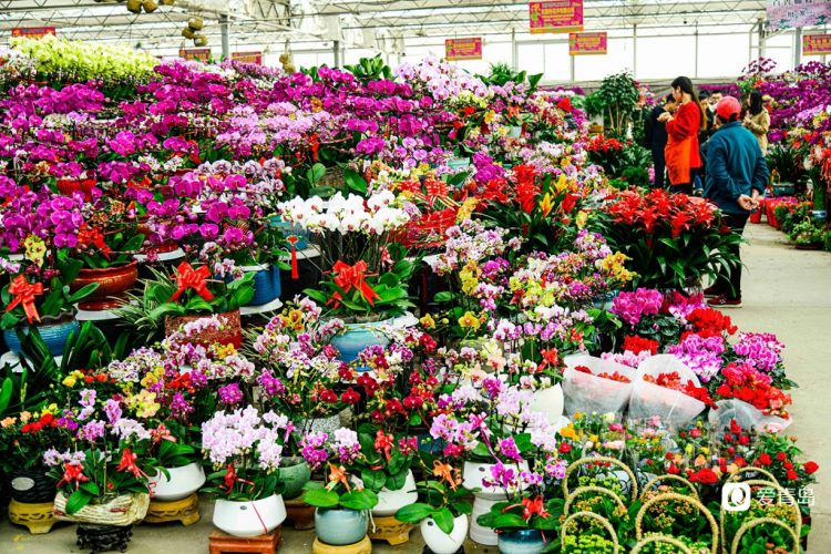 枯桃花卉市场开启春节模式 多彩蝴蝶兰贺新春