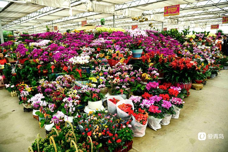 枯桃花卉市场开启春节模式 多彩蝴蝶兰贺新春