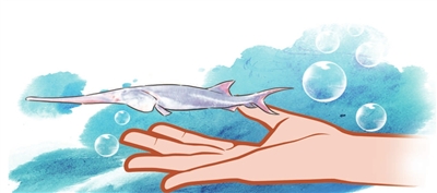 避免长江白鲟悲剧,"禁渔"更需为鱼"安家"