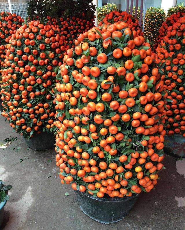 过年养5种富贵树新年新气象大吉大利富贵平安