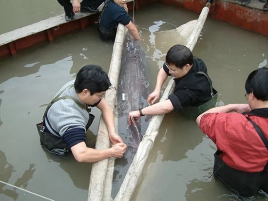 2003年1月，危起伟教授参与救援长江白鲟。受访者供图
