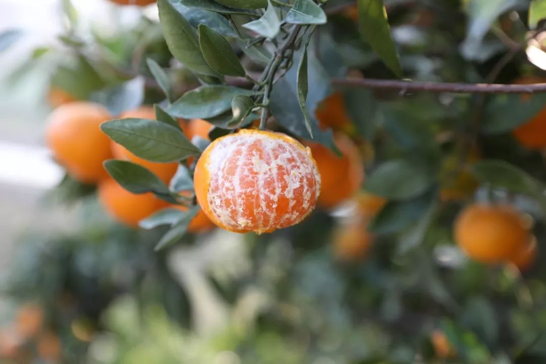 小蜜桔吃多了好不好呀视频(小密桔子吃多了会胖吗)