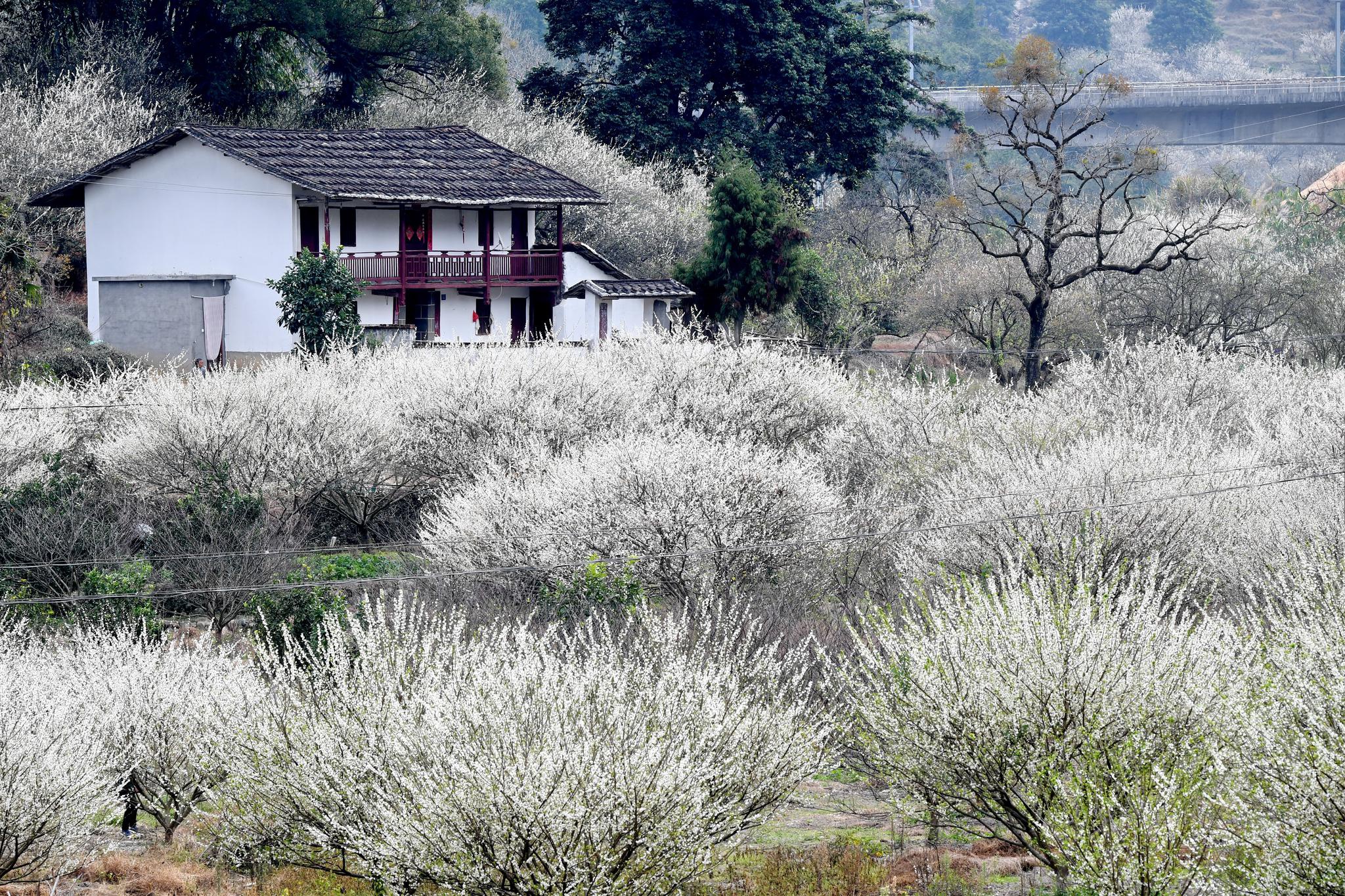 福建永泰青梅花竞艳