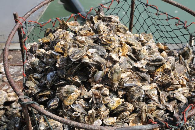 莆田鲜海蛎 越吃越蛎害——"莆田海蛎节"入冬登场