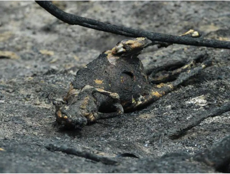 澳大利亚山火生灵涂炭 火灾警告一再被忽视!