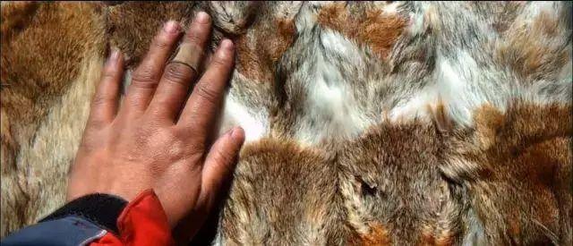 美女画家救下一只狼崽助它重返狼群因此看到人性最贪婪的一幕