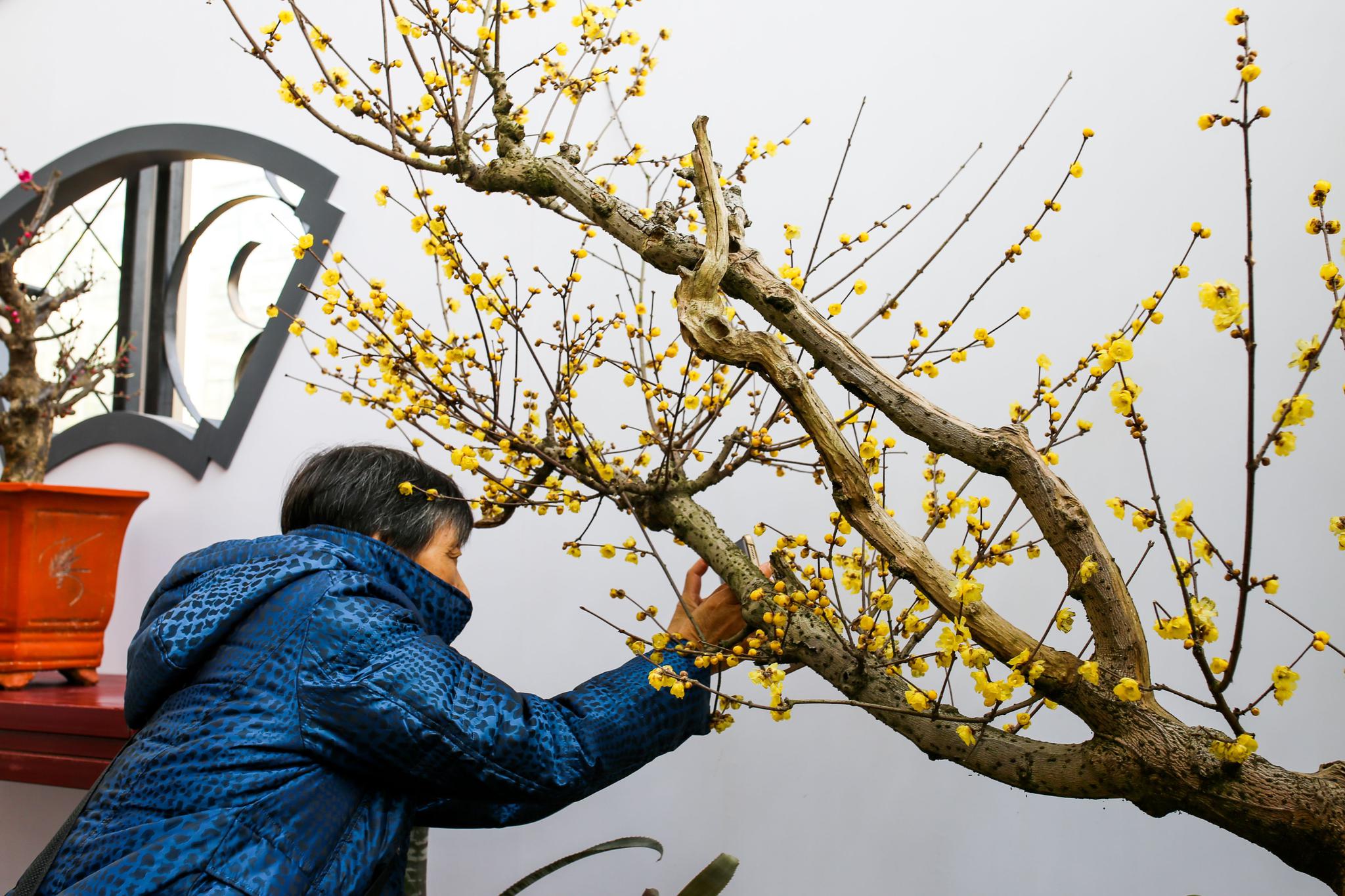 中科院植物所举办蜡梅主题展,三盆蜡梅树龄过百岁