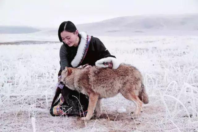 美女画家救下一只狼崽助它重返狼群因此看到人性最贪婪的一幕