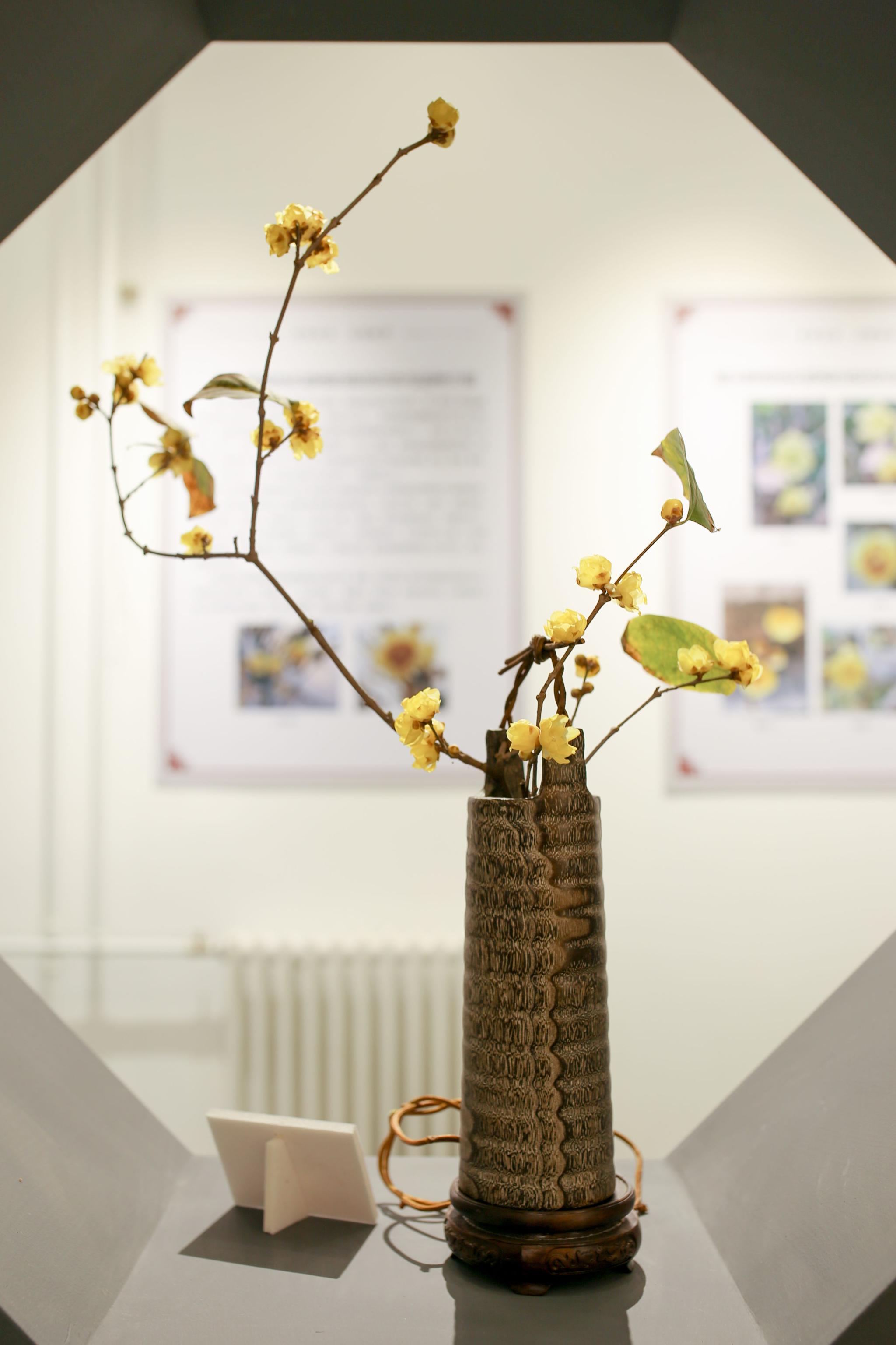 科普展示中心的蜡梅插花.新京报记者 余华尊 摄
