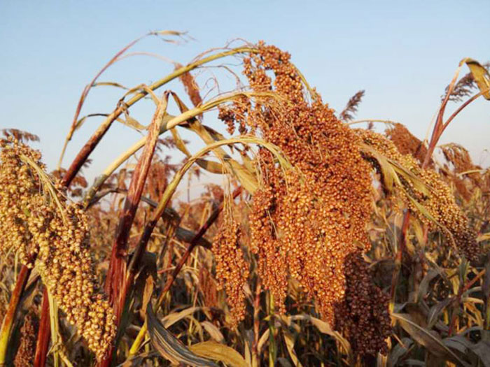 齐赏好景|醉美高密东北乡 品味传奇红高粱