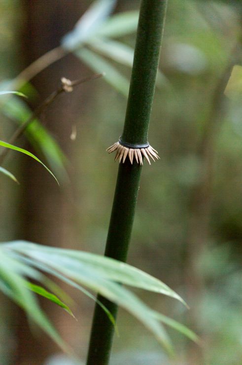 他们把香竹背出深山 烤出了这一筒濒临失传的香竹