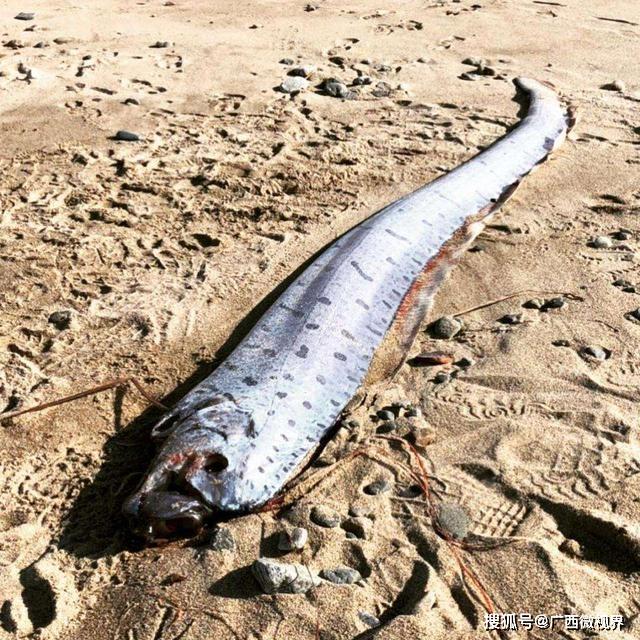 存在几十米长的大海蛇吗目击记录多达上千条为何还没发现