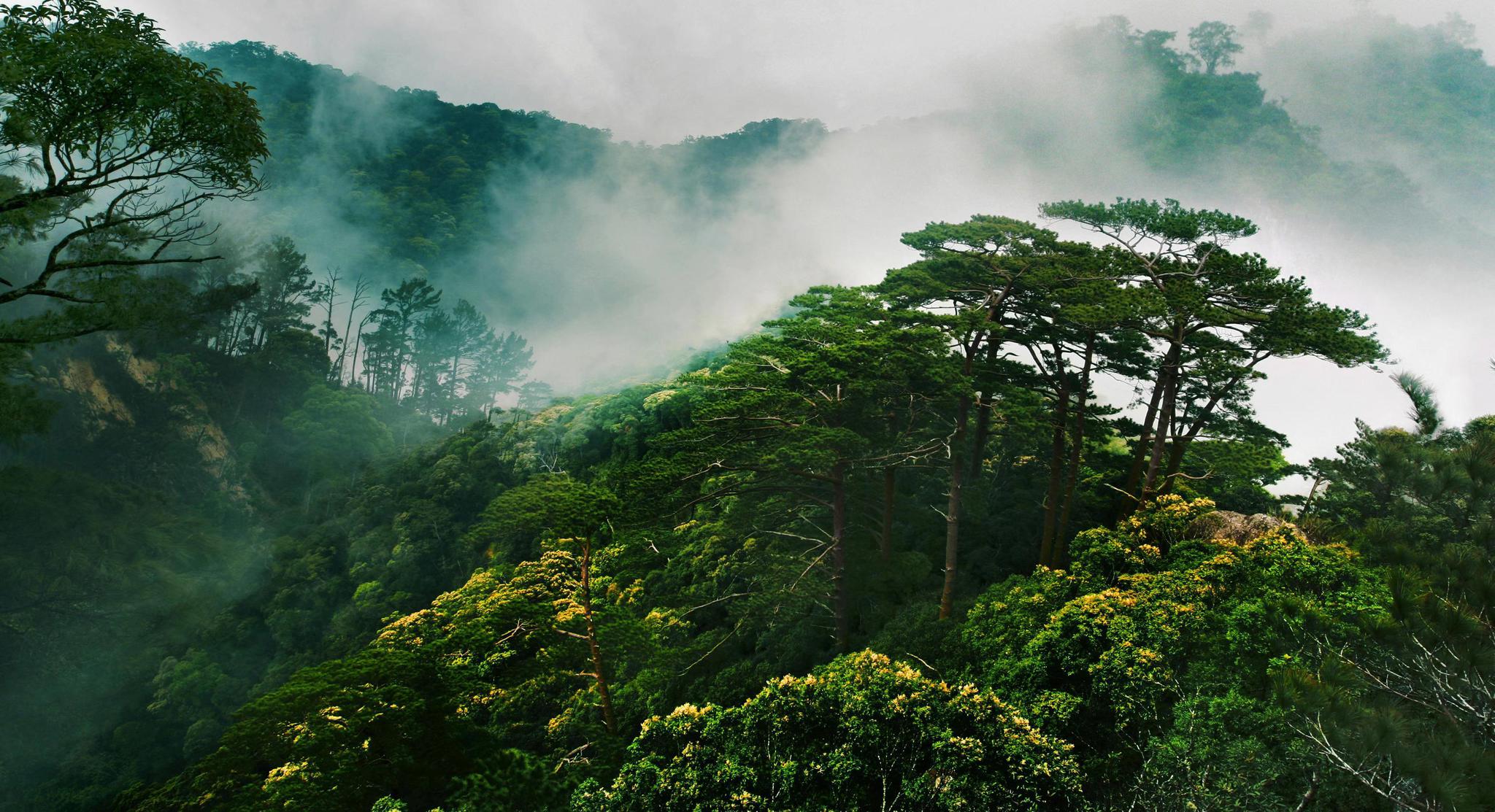 海南热带雨林国家公园聚焦海南长臂猿保护